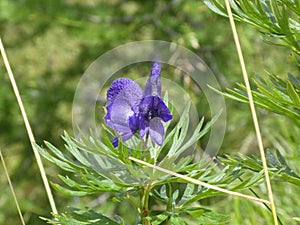 Monkshood flower with blue blossom in the mountains