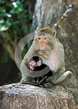 Monky mom with baby