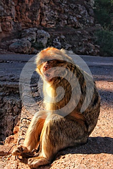 The Monky of Ouzoud waterfall