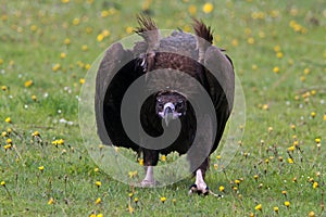 Monniksgier, Cinereous Vulture, Aegypius monachus