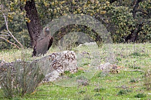 Monniksgier, Cinereous Vulture, Aegypius monachus