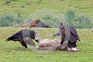 Monniksgier, Cinereous Vulture, Aegypius monachus