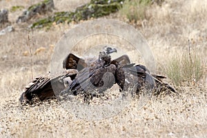 Monniksgier, Cinereous Vulture, Aegypius monachus