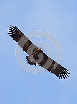 Monniksgier, Cinereous Vulture, Aegypius monachus