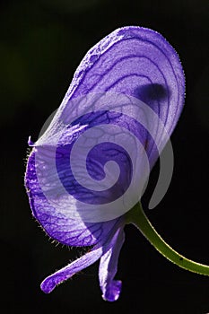 Monnikskap, Monk's-hood, Aconitum