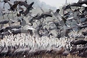 Monnikskraanvogel, Hooded Crane, Grus monacha photo