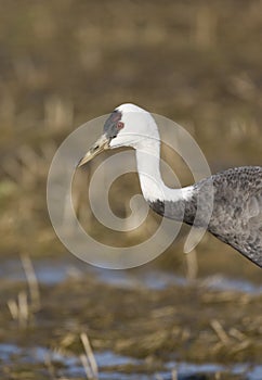 Monnikskraanvogel, Hooded Crane, Grus monacha photo