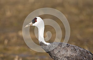 Monnikskraanvogel, Hooded Crane, Grus monacha photo