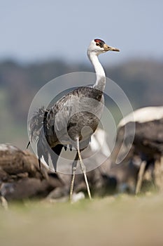 Monnikskraanvogel, Hooded Crane, Grus monacha photo