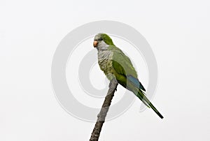 Monniksparkiet, Monk Parakeet, Myiopsitta monachus