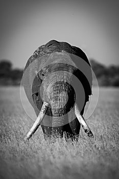 Mono African bush elephant stands facing camera