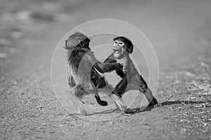 Mono baby chacma baboons play on track photo