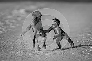 Mono baby chacma baboons playing on track photo