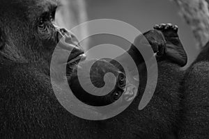 Mono baby gorilla in arm of mother photo