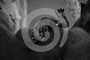 Mono baby gorilla in arms of mother photo