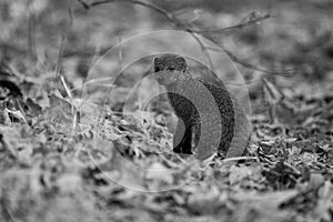 Mono banded mongoose stands turning towards camera