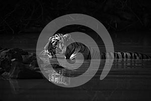 Mono Bengal tiger with catchlight in waterhole