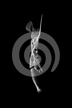 Mono black rhino side-lit staring towards camera