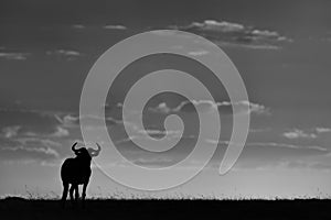 Mono blue wildebeest on horizon against sunset