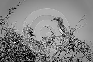 Mono Bradfield hornbill watches camera from bush