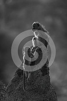 Mono chacma baboon joining mother on mound photo