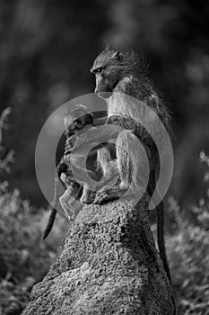 Mono chacma baboon joins mother on mound photo