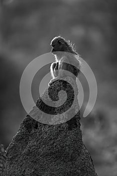 Mono chacma baboon sits backlit on mound photo