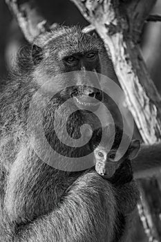 Mono chacma baboon in tree with baby photo