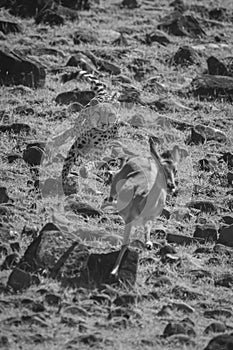 Mono cheetah chases impala down rocky slope photo