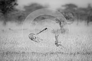 Mono cheetah chasing Thomson gazelle in thorns