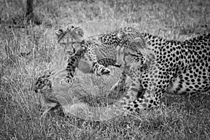 Mono cheetah and cub chase scrub hare