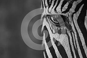 Mono close-up of eye of Grevy zebra