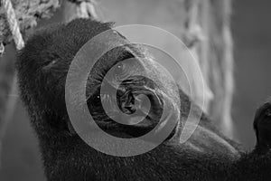 Mono close-up of gorilla head in hammock photo