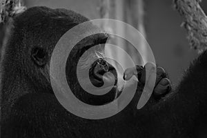 Mono close-up of gorilla head and hands photo