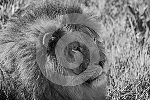 Mono close-up of male lion lying down