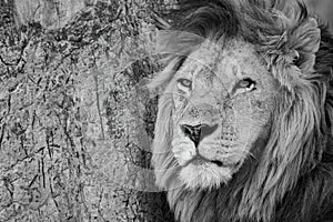 Mono close-up of male lion by tree