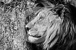 Mono close-up of male lion by tree