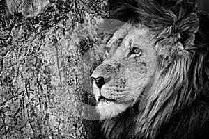 Mono close-up of male lion by trunk