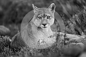 Mono close-up of puma lying with catchlights photo