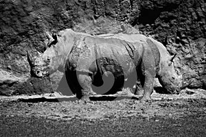 Mono close-up of two white rhinoceros eating