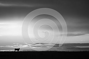 Mono common eland on horizon at sunset
