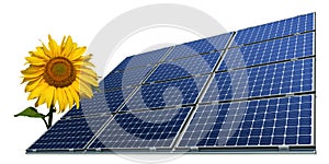 Mono-crystalline solar panels and sunflower