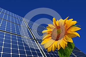 Mono-crystalline solar panels and sunflower