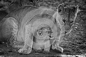 Mono cub with lioness at water hole