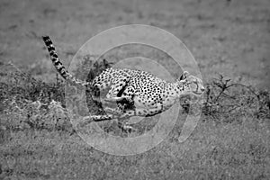 Mono female cheetah crosses puddles in savannah