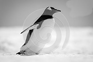 Mono gentoo penguin walks right across snow