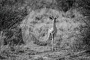 Mono gerenuk stands watching camera between bushes