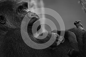 Mono gorilla baby on arm of mother photo