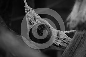 Mono gorilla lying in hammock looking up photo