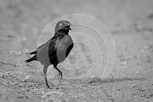 Mono greater blue-eared starling hops over sand